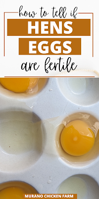 egg yolks of fertilized eggs