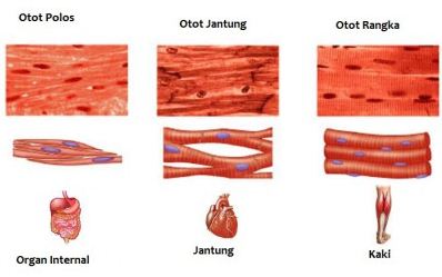 Hasil gambar untuk STRUKTUR DAN FUNGSI OTOT