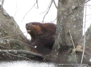 Beaver