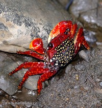 Capit Kepiting Jantan Sumber Perhatian Kepiting Betina