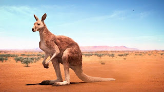 kangaroo hd images