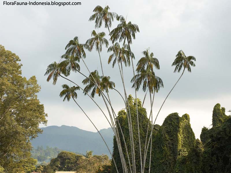  NIBUNG  Flora Fauna Indonesia