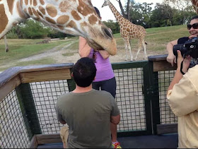 Funny animals of the week - 27 December 2013 (40 pics), photobombed by giraffe