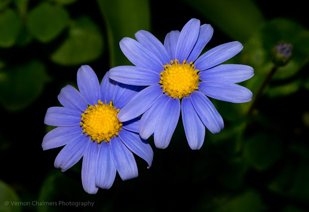 Small flowers with Canon Speedlite Flash Canon EOS 6D