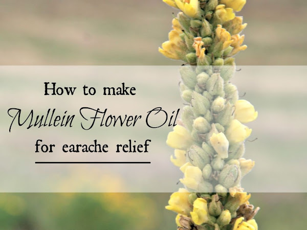 How to Make Mullein Oil Ear Drops