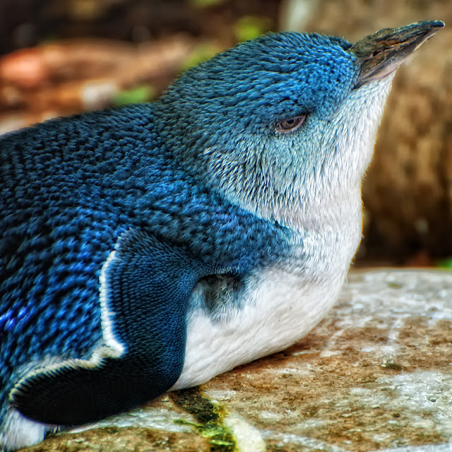 penguin