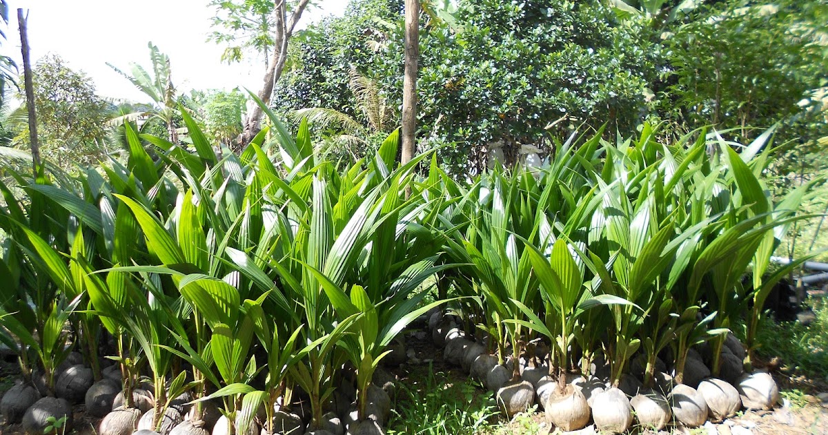 Pak Mat Agrotek Gambar Pokok  Kelapa  Mataq Terbaru Di 