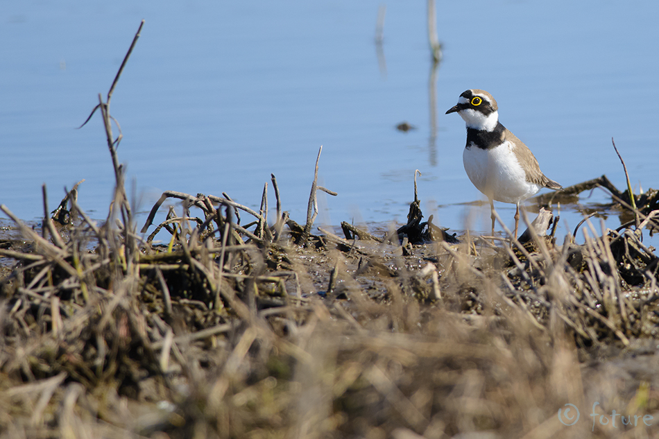 Väiketüll, Charadrius dubius curonicus, Little Ringed Plover, tüll