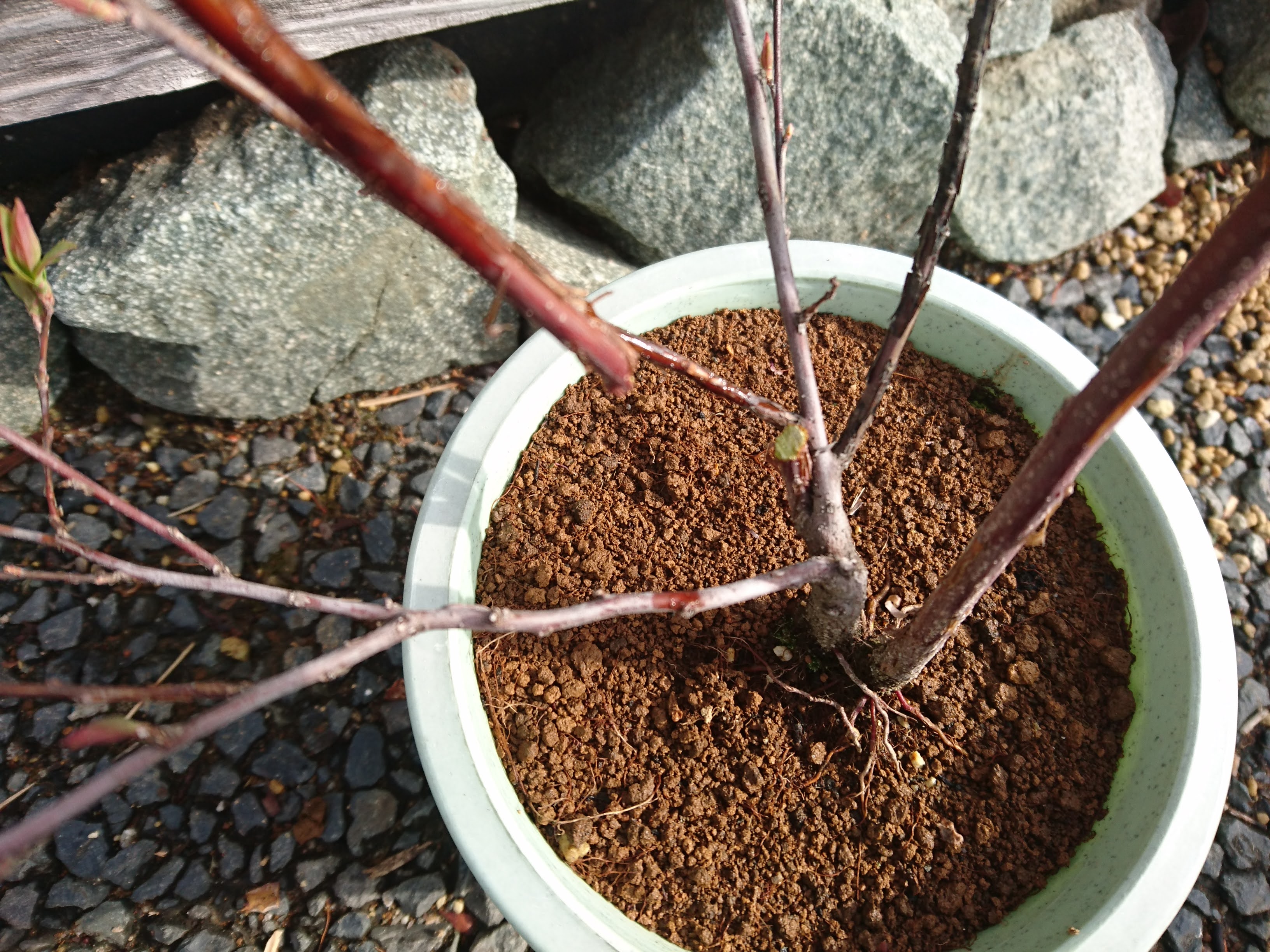 コデマリの挿し木を成功させるポイント 鉢植えやミニ盆栽で小さな白い花を楽しむ メダカの大工
