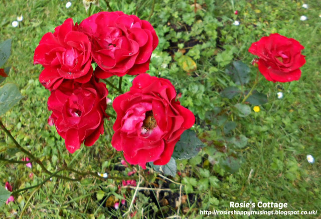 Saturday Smiles: Mum's beautiful roses.