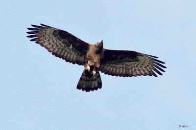 "Oriental Honey-buzzard - Pernis ptilorhynchu, This bird of prey in this snap is seen soaring overhead. It is easy to identify, even in flight, on account of its long pigeon like head and neck, and broader black-and-white bands on its tail. The bird is also called the crested honey buzzard, but its stunted crest is hardly ever visible, a resident Abu."