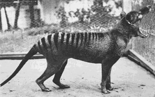 Haiwan Telah Pupus: Fakta - Fakta Harimau Tamania