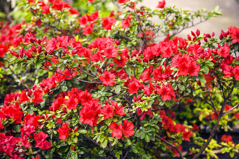 10 Shrubs to Plant for Seasonal Color in Your Garden