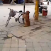 El perro que cuida la bicicleta de su dueño