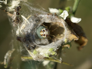 Phylloneta impressa ou Phylloneta sisyphia - Theridion impressum ou Theridion sisyphium