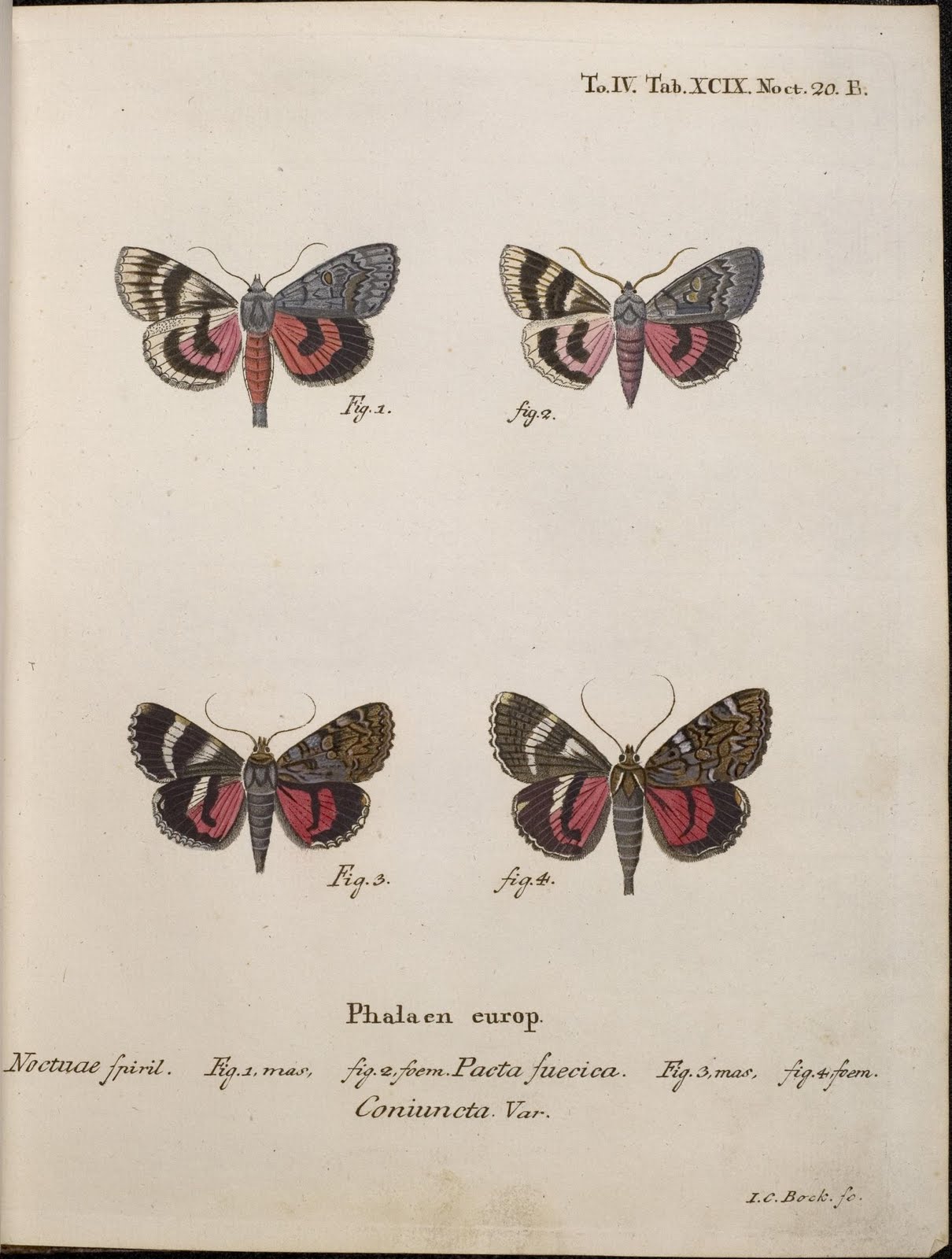 hand-coloured engravings of moths