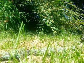 Barny Bear's Little Adventure - Rabbit height view of hole in undergrowth garden