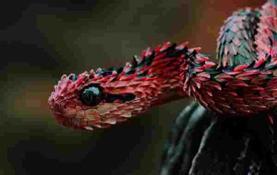 red snake beautiful picture wallpaper image