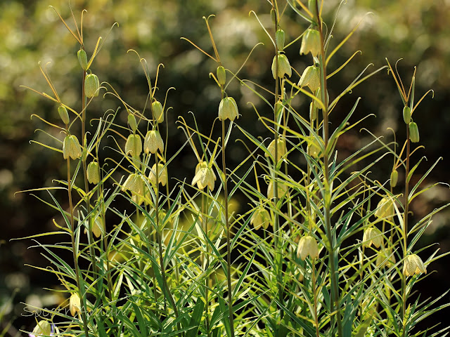 Fritillaria Verticillata