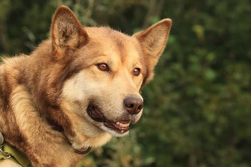 How to choose a dog bree