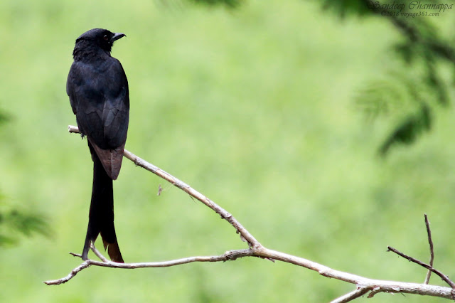 Black Drongo watching out for its prey