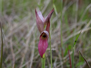 Orquídea (Serapias lingua)