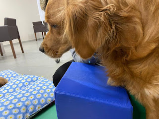 fisioterapia em cães
