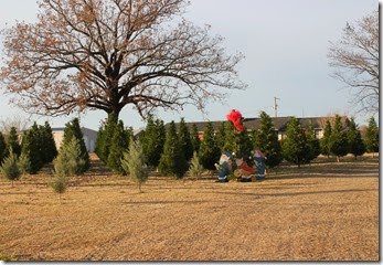 Hunting for a Christmas Tree