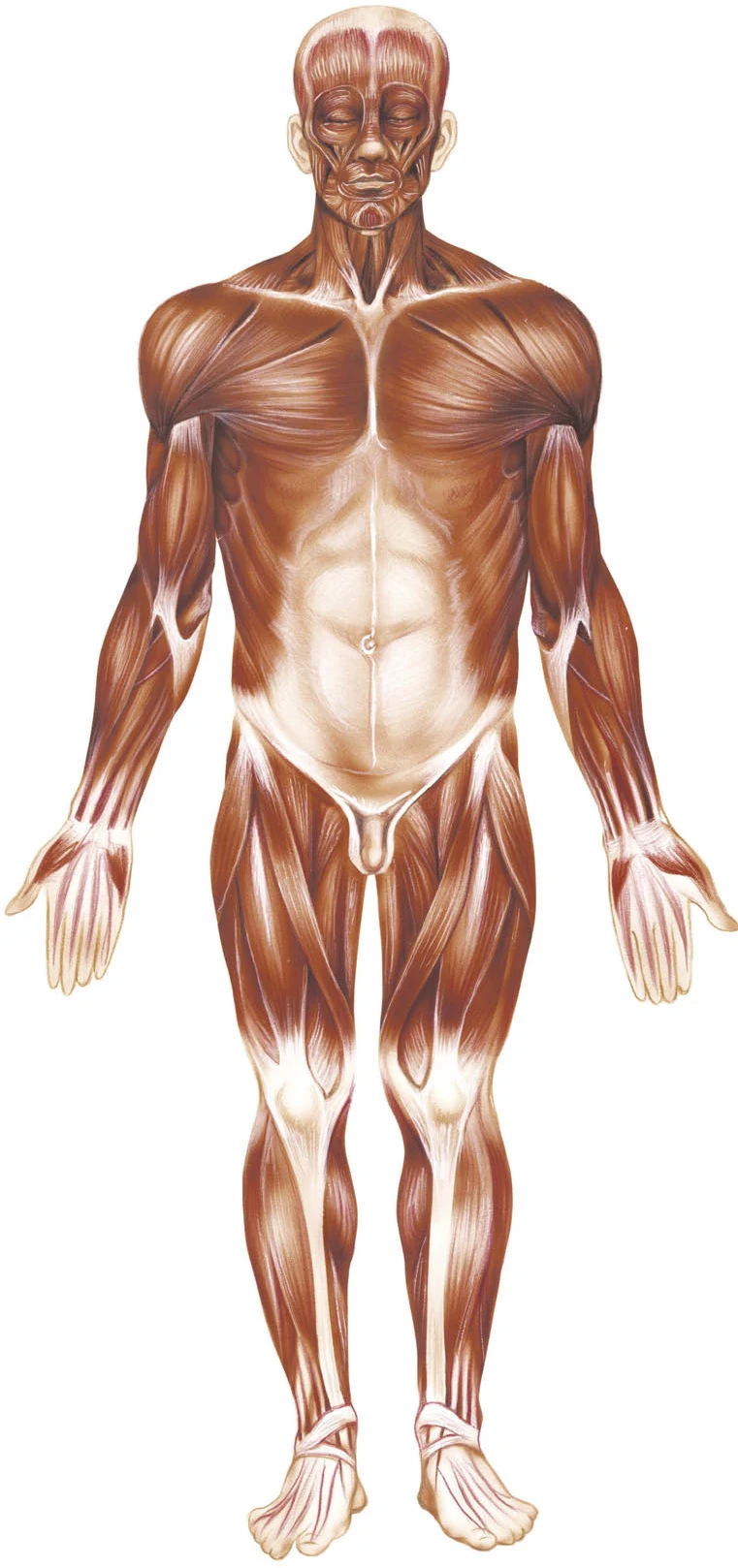 Position anatomique de référence.