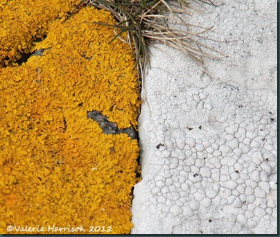 16-lichen