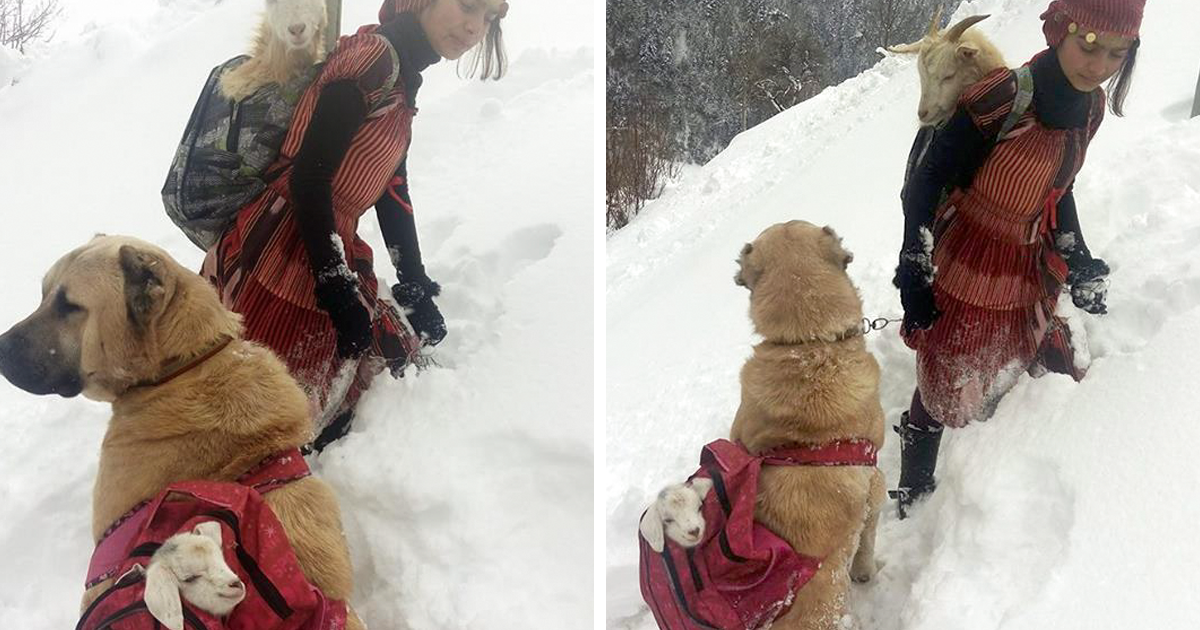 This Girl And Her Dog Just Saved A Mom Goat With Her Baby, And It’s The Sweetest Thing You’ll See Today