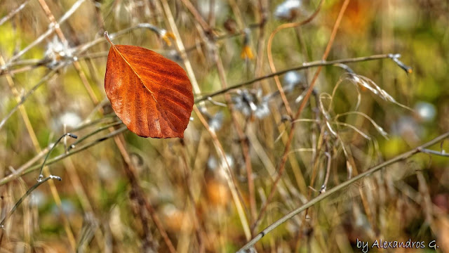 Autumn Colors (@Kaimaktsalan) - Χρώματα Φθινόπωρου (Καϊμακτσαλάν)