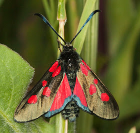 Narrow-Bordered Five-spot Burnet moth, Zygaena lonicerae.  Jubilee Country Park, 11 June 2011.