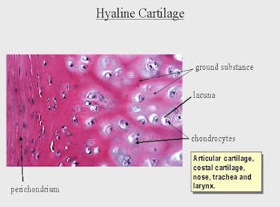 tulang rawan hialin