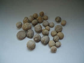 Huge Lot of 29 Fossil Sea Urchin Echinoids