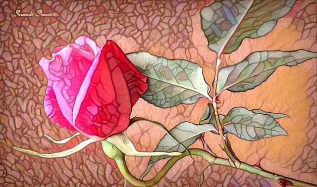 Rosa rosa semiaperta