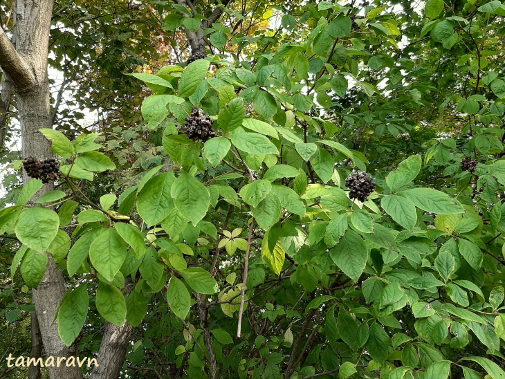 Свободноягодник сидячецветковый (Acanthopanax sessiliflorus, =Eleutherococcus sessiliflorus)