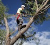 THE NEXT THINGS YOU SHOULD DO FOR QUALITY TREE CARE SUCCESS