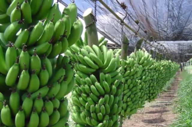 Land Preparation for Banana Cultivation - Part I