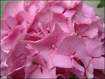 Afbeelding 017