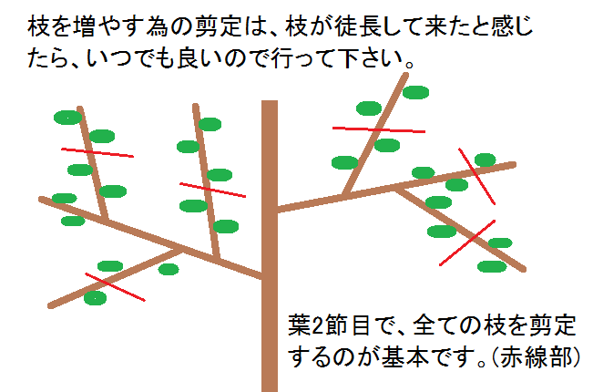 園芸知恵袋 レッドロビンの剪定時期と方法