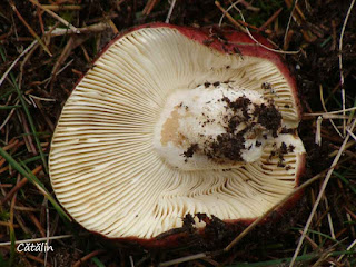 Russula badia DSC129004