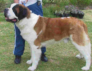 saint bernard dog st. bernhardshund bernhardiner hound swiss mountain