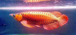 super arwana golden red