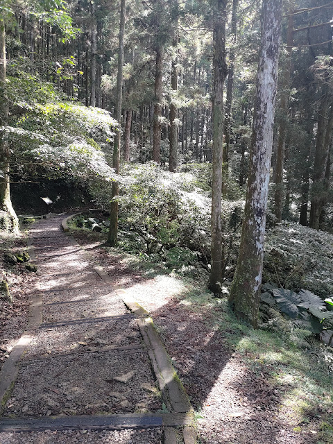 東眼山國家森林遊樂區 - 森林知性步道