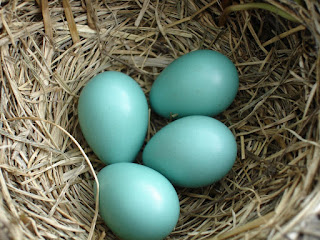 Duck Eggs