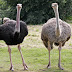 ostrich 4