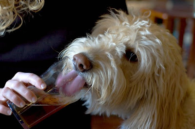 Dogs with Beer Seen On www.coolpicturegallery.net