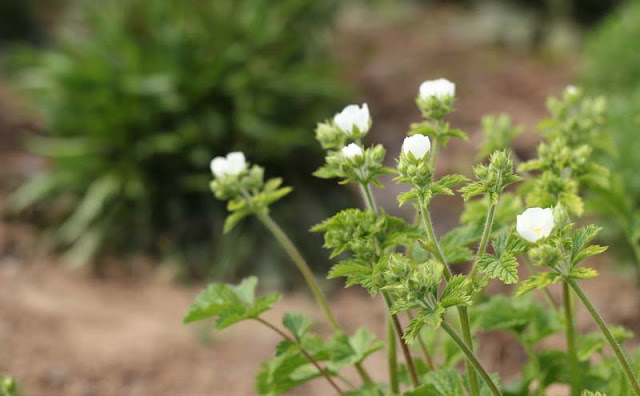 Potentilla Rupestris