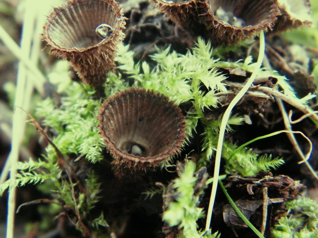 Cyathus striatus